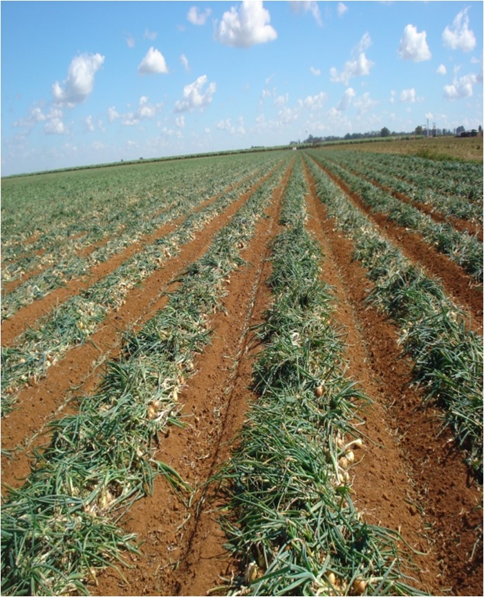 Plantio de Akamaru na região de Cristalina – GO.