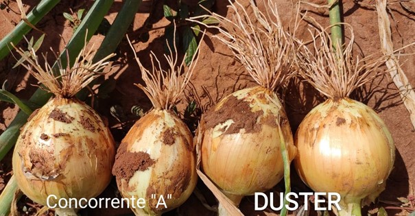 Campo de cebola Duster