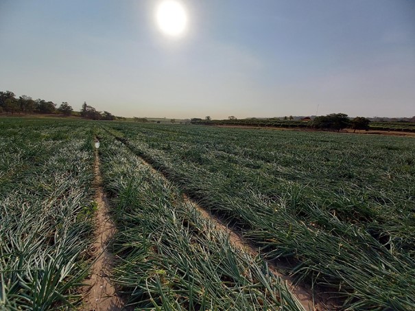Campo de cebola Duster