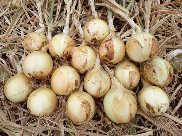 Campo de cebola Nomad no município de Monte Alto - SP. 