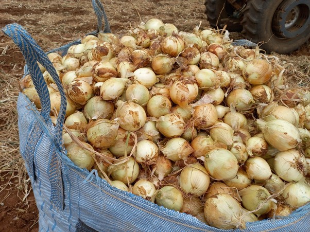 A cebola Nomad apresenta alta uniformidade e produtividade no campo. 