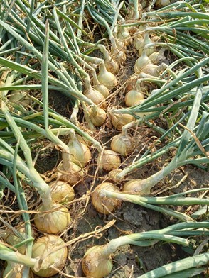 Campo de cebola Duster em Monte Alto/ SP