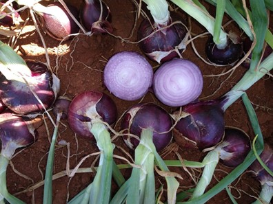 A cultivar chama atenção pela sua coloração interna, roxo intenso, antes mesmo da fase de maturação.