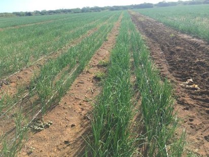 Campo de cebola Campo Lindo em Baraúna/ RN