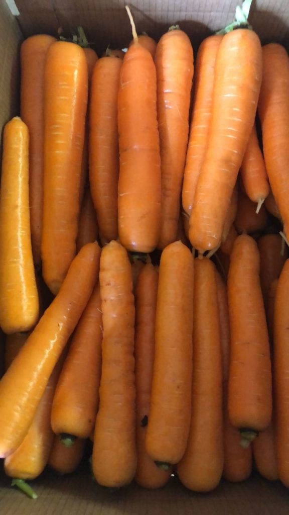 Equipe de produtores na apresentação da cenoura SV7390DT