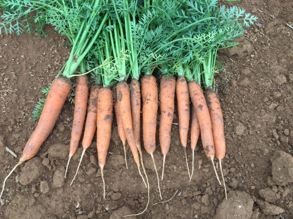 SV7390DT na propriedade de Chico Terceiro.