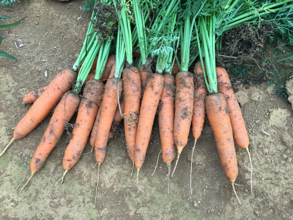 Plantação de Jorge Fukuda.