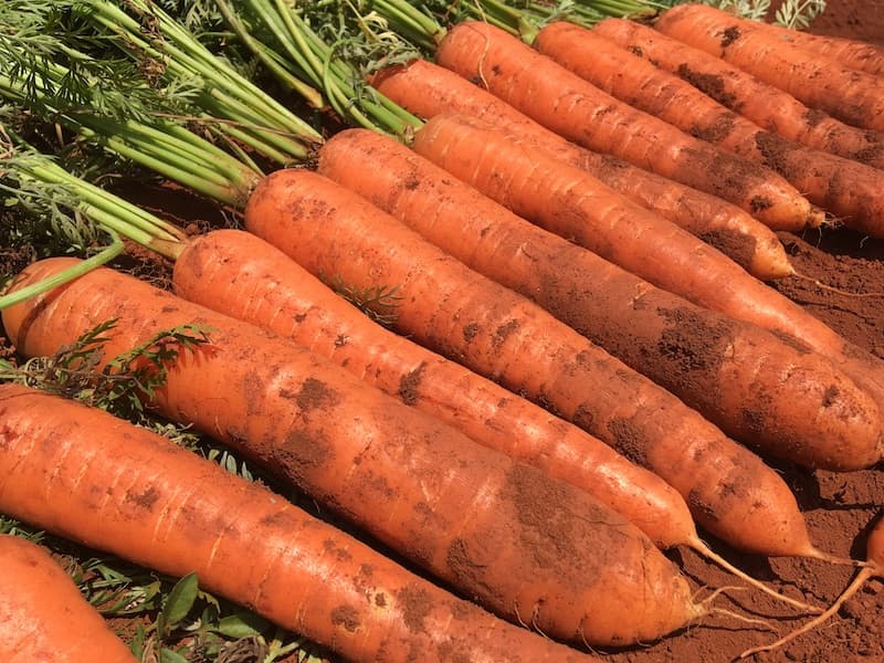 Cenoura Carlano