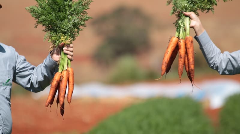 Cenoura Hibrida Killmu