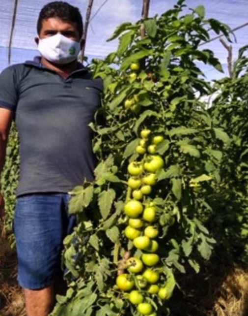 Produtor Marcus Aurélio ao lado de uma planta de Coronel