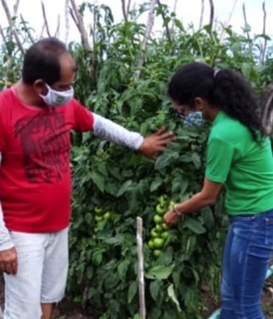 Produtor José Pereira avaliando o desempenho da sua roça junto da técnica.
