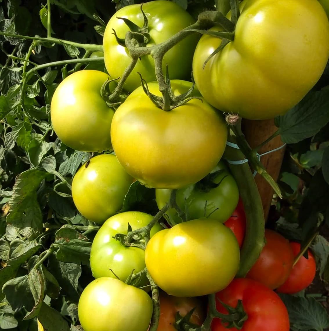 Qualidade dos frutos da porteira mesmo com muita chuva, sem nenhum fruto manchado.