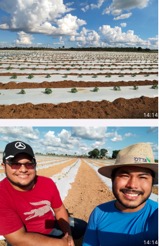 Agrícola São Jorge se tornou uns dos principais produtores, referência do Maranhão.