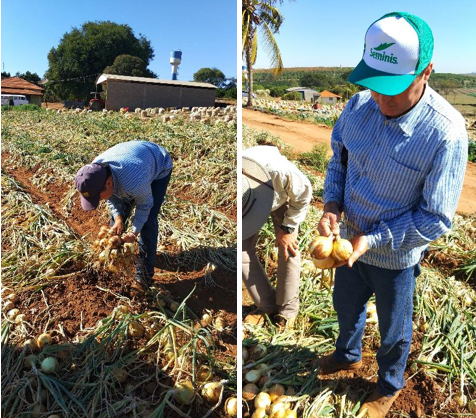 Produtor e comercializador da região, José Antonio Magri, analisa detalhe das coletas em diferentes pontos do campo