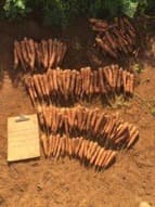 Cenoura EX4098 mostrando sua alta produtividade e uniformidade no campo