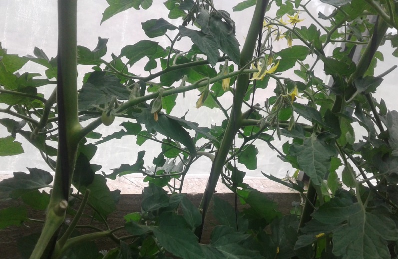 Penca de DRC564 sendo formada e primeiras pencas colhidas.