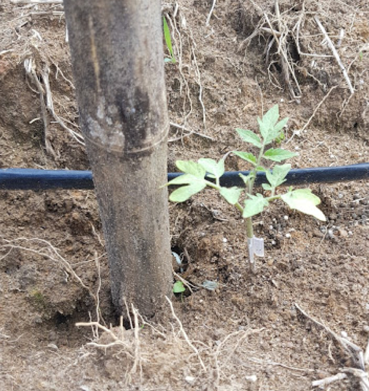 Porta-enxerto nas plantações de tomate no Rio de Janeiro.