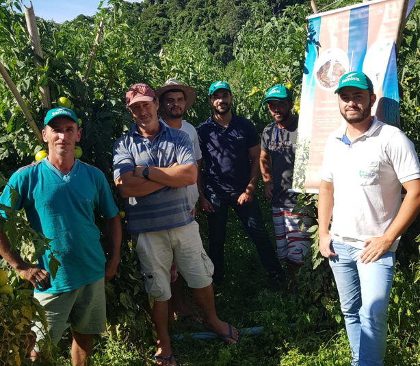 Leandro Lana com produtores em plantação de tomate Compack com porta-enxertos.
