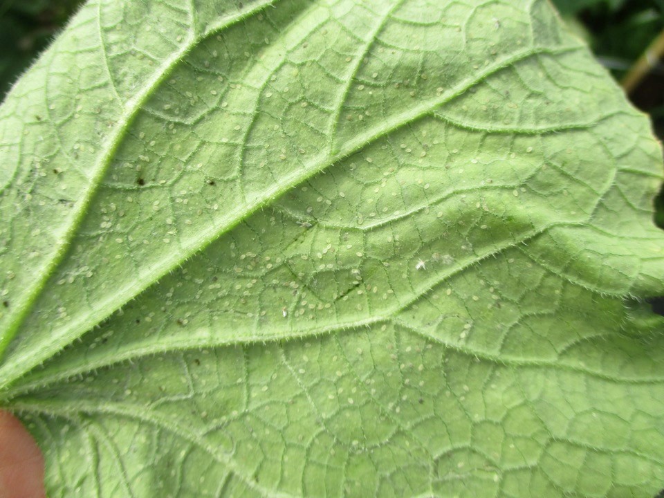 Mosca branca – ninfa em Pepino