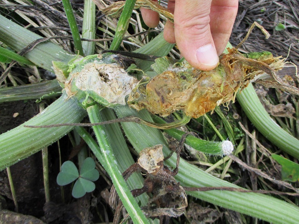 Phythophthora em abobrinha