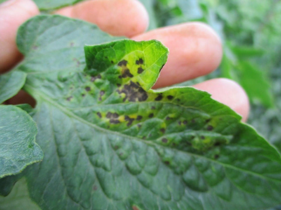 Bactérias Pseudômonas em tomate
