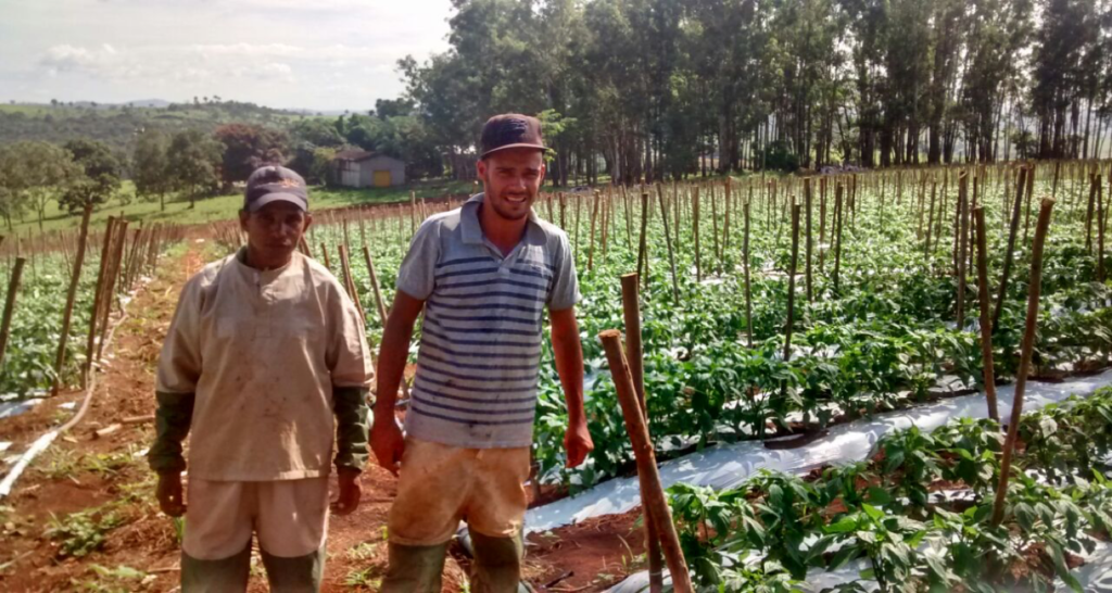 Equipe do produtor, no meio da plantação das culturas.