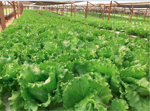 A produtora Núbia Lafaete obteve ótima condução e está muito satisfeita comercializando a melhor alface americana da região.