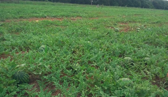 Red Heaven cultivada em períodos chuvosos mostrou melhor desempenho que as concorrentes.