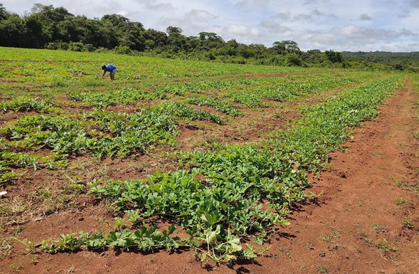 Campo de Red Heaven em Terra Nova/ BA. 