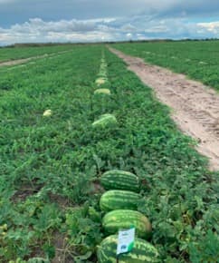 Roças de Melancia Santa Matilde