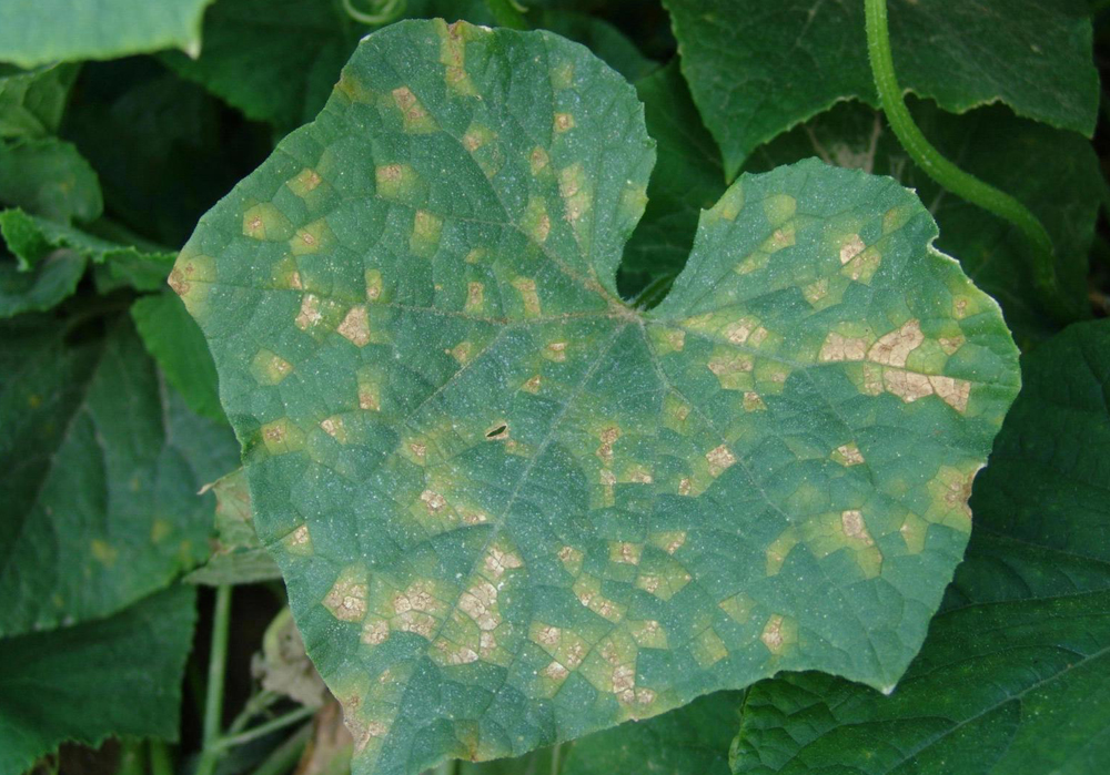 Para identificar a doença oídio, é necessário observar a superfície das folhas.
