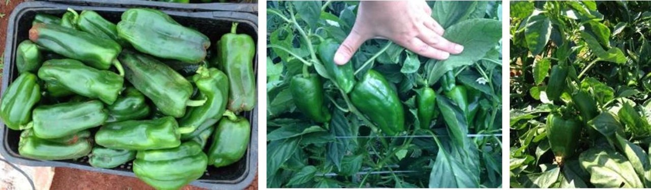 Pimentão SV1634PH com excelente padrão de frutos e plantas muito produtivas com pegamento sequencial.