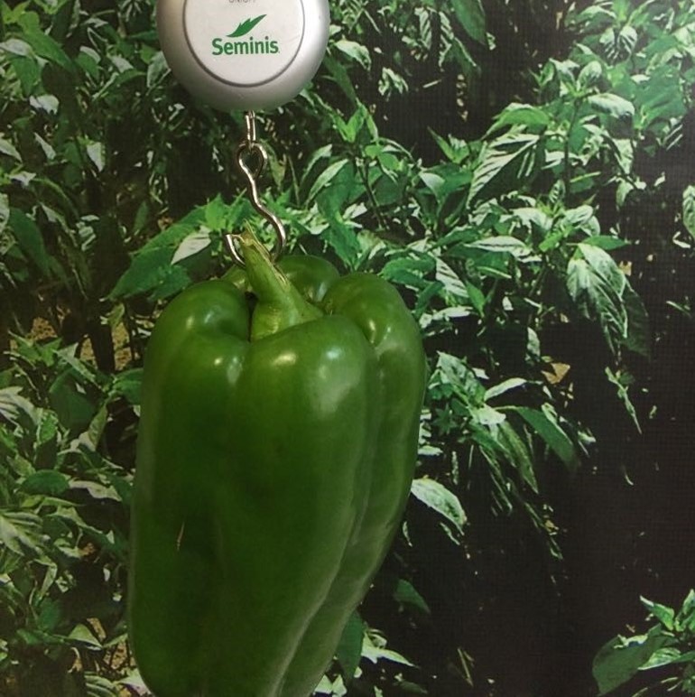 Frutos grandes, de formato retangular e coloração verde escuro.