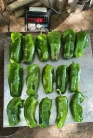 Acompanhamento e pesagem dos frutos.