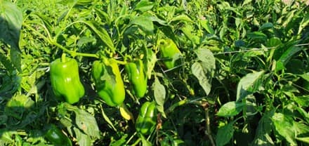 Ponteiro com 3 meses de colheita.