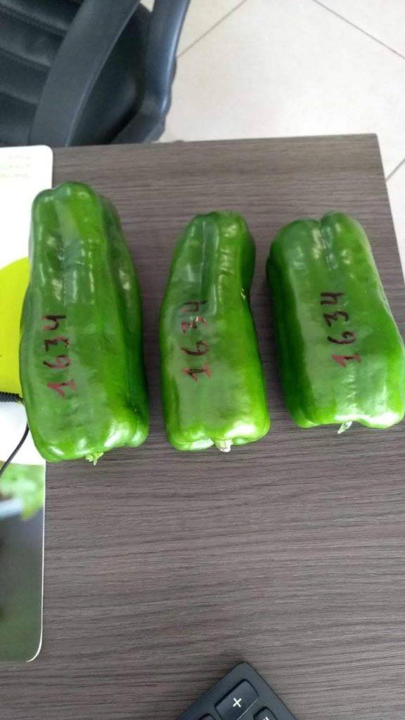 Coloração, formato, pegamento de fruto e peso dos pimentões surpreenderam os produtores no evento