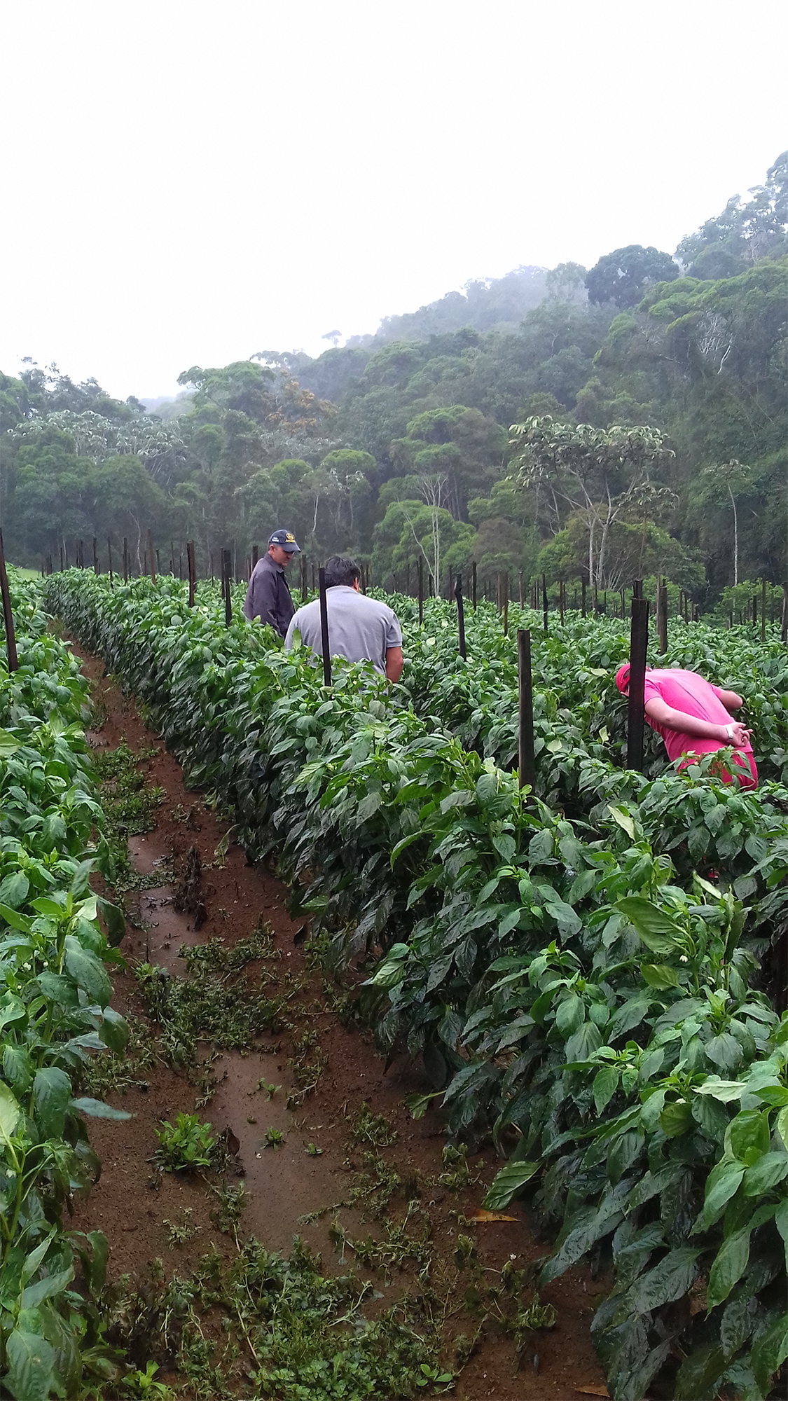 Plantação de pimentão na cidade de Domingos Martins no Espírito Santo.