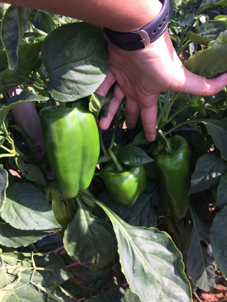 Pimentão SV1634PH comprova efetividade com frutos resistentes.