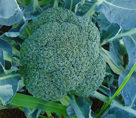 Brócolis BC1691 com estrutura ereta e compacta.