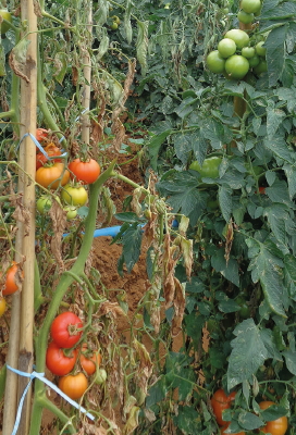 Planta afetada pela murcha bacteriana