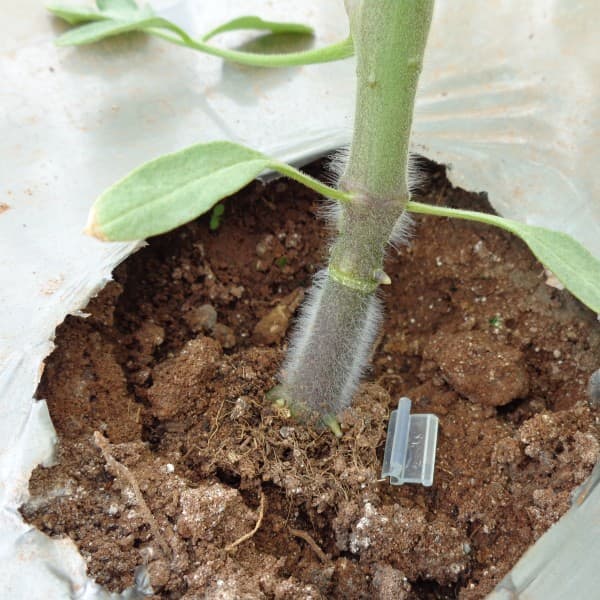 Muda enxertada com Shincheonggang.