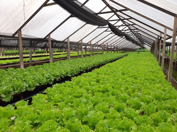 Cultivo de Lucy Brown em Ouro Preto do Oeste - RO.