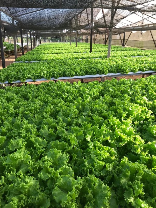 Cultivo de Lucy Brown em Rolim de Moura - RO.