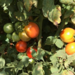 Cienaga pronto para colheita.