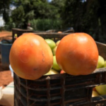 Tomate Cienaga do produtor Valdecir Pereira em Pimenta – MG.