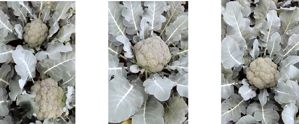 Legacy do produtor Benedito Caetano – Toledo-MG.