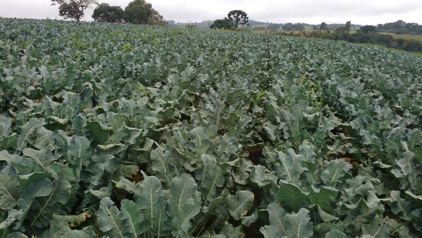 Legacy do produtor Julio Cesar Dias – Ipuiuna-MG.