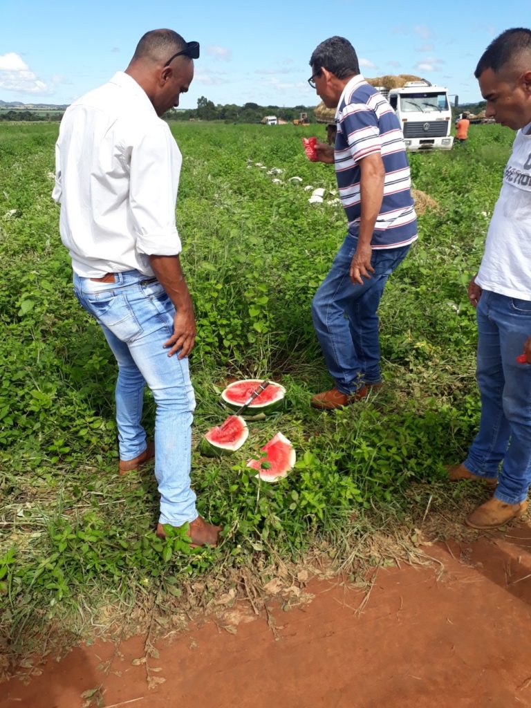 Produtores verificam de perto os excelentes resultados da Red Heaven em Uruana – Go