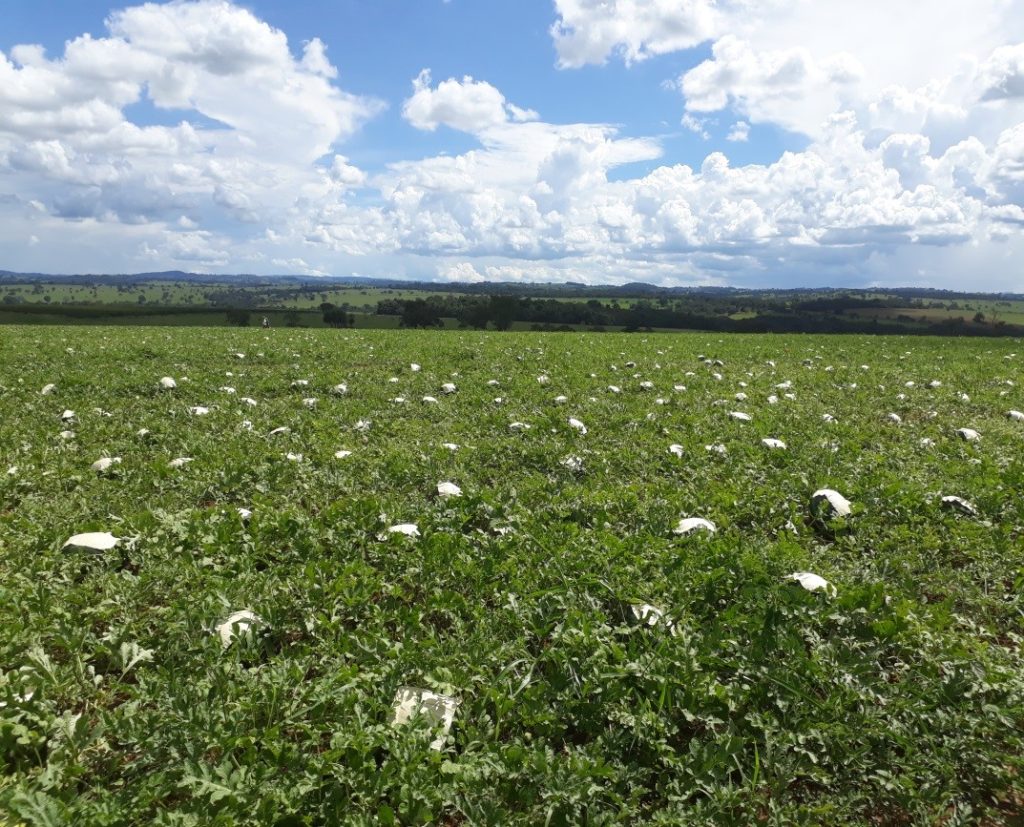 Red Heaven surpreendeu por características como sabor, sanidade da planta, produtividade e tamanho padrão