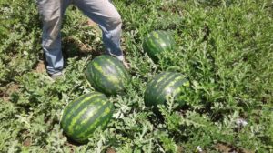 Red Heaven em campo na cidade de Encruzilhada do Sul – RS